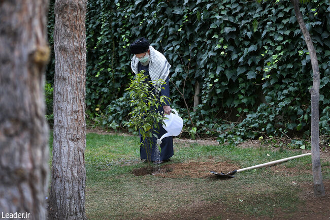 В день посадки деревьев Верховный Лидер посадил два саженца